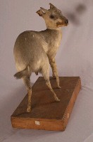 山羌藏品圖，第6張
